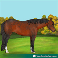 Horse Color:Bay 