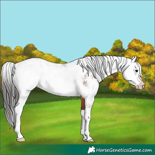 Horse Color:Brown Sabino Rabicano 
