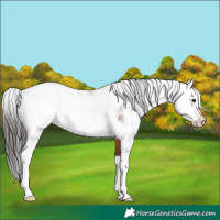 Horse Color:Brown Sabino Rabicano 