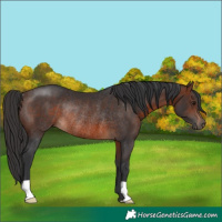 Horse Color:Brown Rabicano