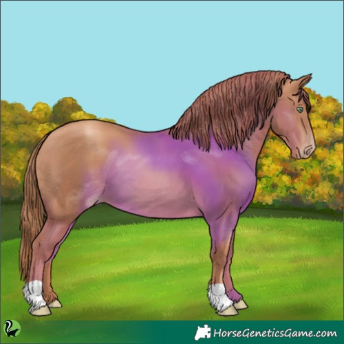 Horse Color:Gold Champagne 
