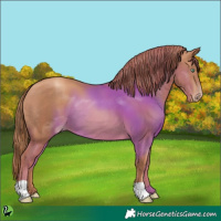 Horse Color:Gold Champagne 