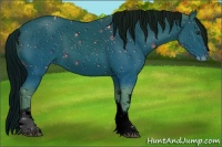 Horse Color:ERROR: UNKNOWN ANOMALY