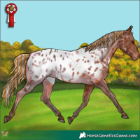 Horse Color:Painted Silver Bay Appaloosa Rabicano 