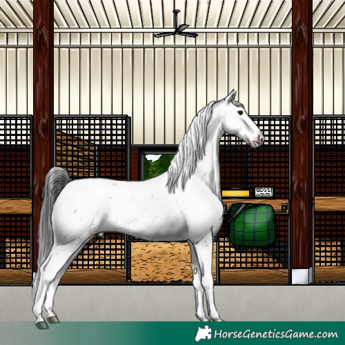 Horse Color:Black Sabino