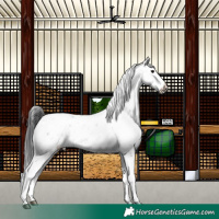 Horse Color:Black Sabino 