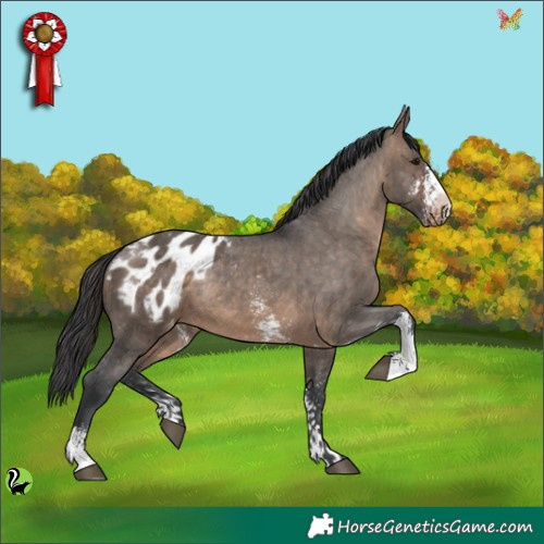 Horse Color:Brown Dun Sabino Appaloosa Rabicano 