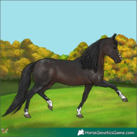 Horse Color:Brown 