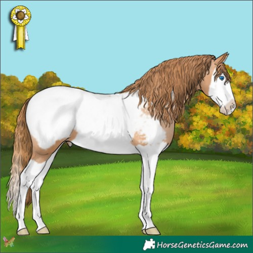 Horse Color:Bay Pearl Splash Appaloosa 