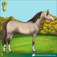 Horse Color:Bay Dun Appaloosa 