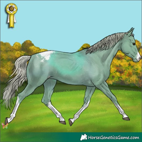 Horse Color:Watercolor White Spotted Silver Black Appaloosa 