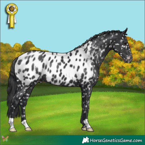 Horse Color:Black Appaloosa 