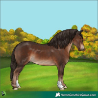 Horse Color:Liver Chestnut 