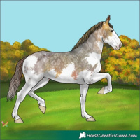 Horse Color:White Spotted Brown Ice Splash Varnish 