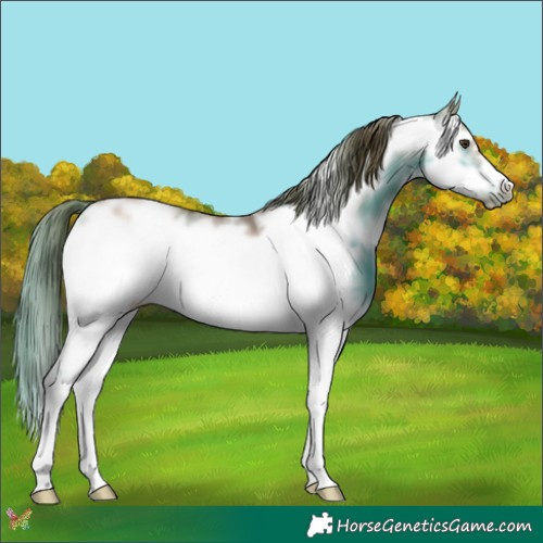 Horse Color:Red Dun Sabino Frame