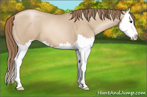 Horse Color:Grullo Pearl Splash