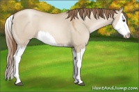 Horse Color:Grullo Pearl Splash 
