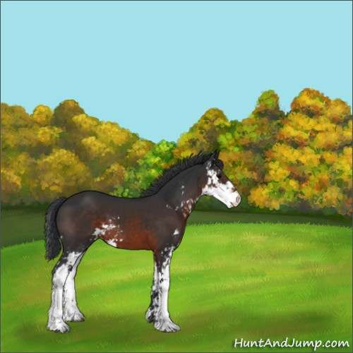 Horse Color:Brown Sabino