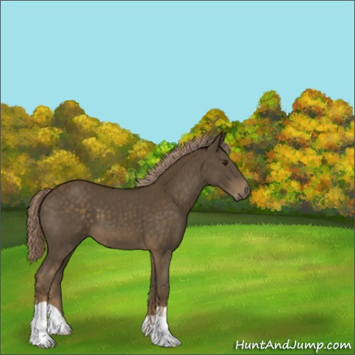 Horse Color:Chocolate Palomino 