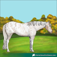 Horse Color:Gray Silver Classic Champagne Roan Tobiano Appaloosa 