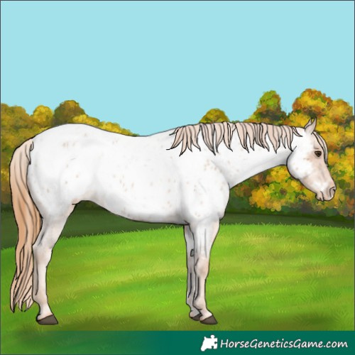Horse Color:Red Roan Near Leopard