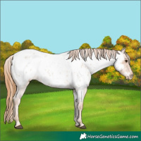 Horse Color:Red Roan Near Leopard 