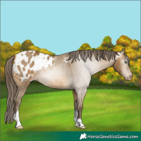 Horse Color:Gray Sable Cream Champagne Tobiano Appaloosa 
