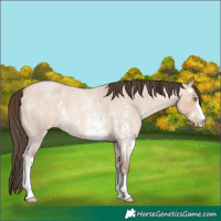 Horse Color:Amber Champagne Roan Sabino