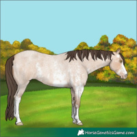 Horse Color:Amber Champagne Roan Sabino 