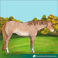 Horse Color:Red Roan