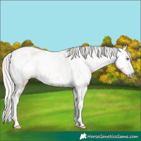 Horse Color:Gray Silver Amber Champagne Roan Splash Tobiano Frame Near Leopard 