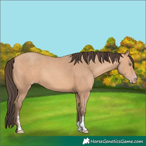 Horse Color:Amber Champagne Sabino 