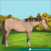 Horse Color:Amber Champagne Sabino 