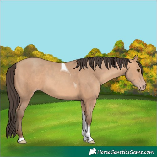 Horse Color:Amber Champagne Tobiano
