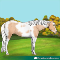 Horse Color:Silver Amber Champagne Splash Tobiano Frame Appaloosa Rabicano 