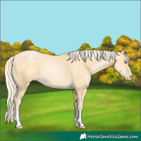 Horse Color:Palomino Pearl Tobiano 