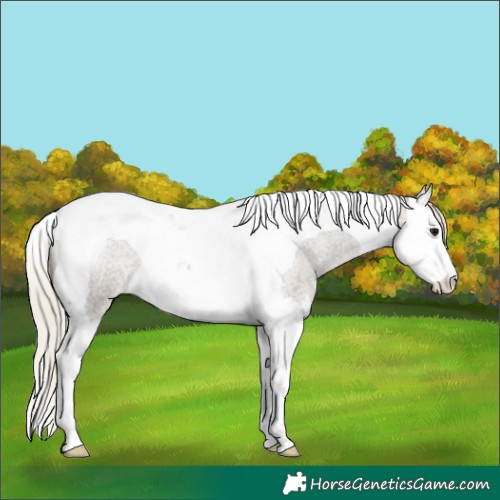 Horse Color:Silver Blue Roan Splash Tobiano Appaloosa Rabicano 