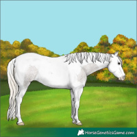 Horse Color:Silver Blue Roan Splash Tobiano Varnish Rabicano 