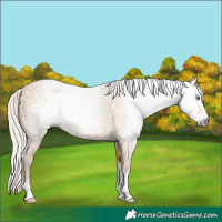 Horse Color:Gray Silver Amber Cream Champagne Sabino Tobiano 