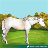 Horse Color:Gray Silver Amber Cream Champagne Sabino Tobiano 
