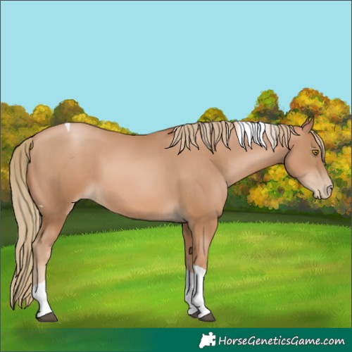 Horse Color:Chestnut Pearl Tobiano 