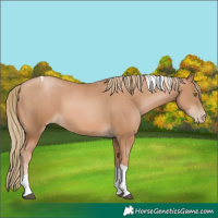 Horse Color:Chestnut Pearl Tobiano 