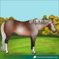 Horse Color:Gray Silver Bay Tobiano 
