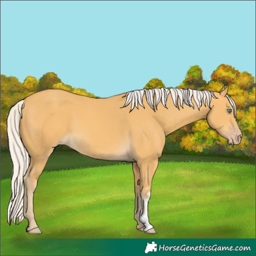 Horse Color:Silver Amber Cream Champagne Sabino 
