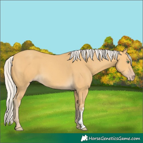 Horse Color:Silver Amber Cream Champagne Sabino