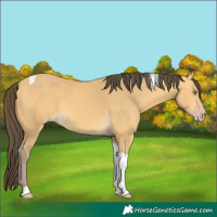 Horse Color:Amber Cream Champagne Tobiano