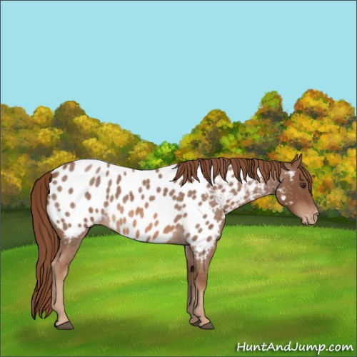 Horse Color:Red Roan Appaloosa 