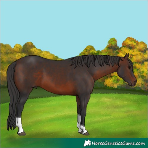 Horse Color:Brown Tobiano 