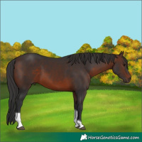 Horse Color:Brown Tobiano 
