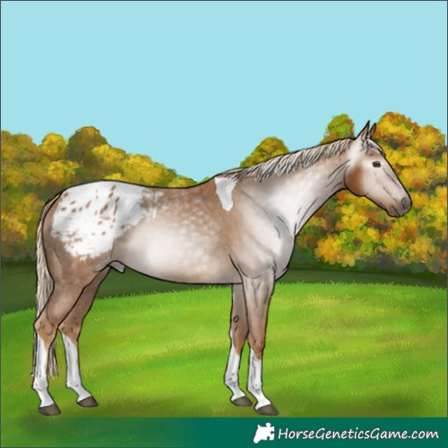 Horse Color:Gray Palomino Tobiano Blanket